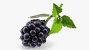 Realistic Blackberry with Leaves