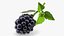 Fruits Collection 10