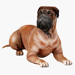 Bullmastiff dog
