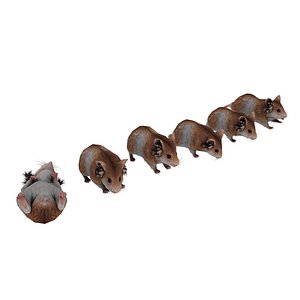 hamster animation 3D model