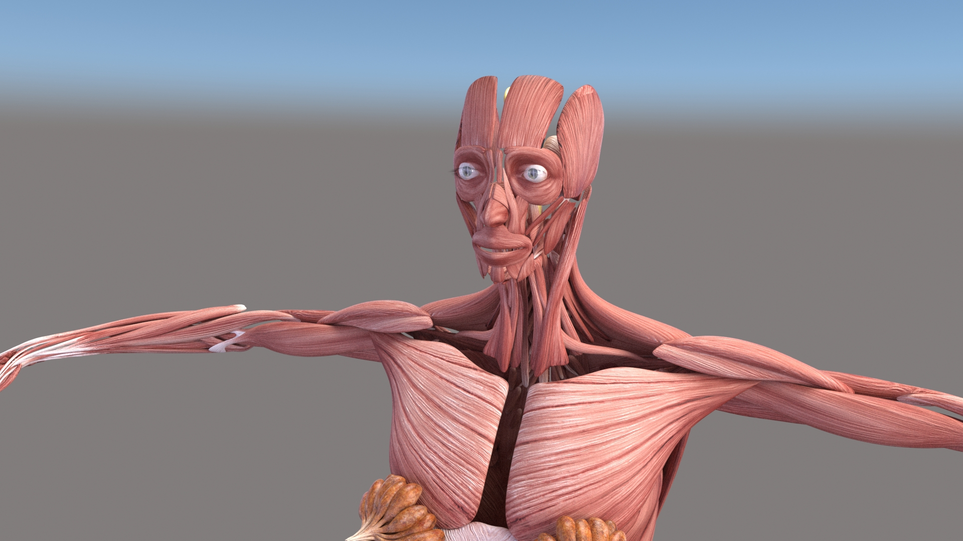 3D Realistic Female Muscular System Human Anatomy model - TurboSquid