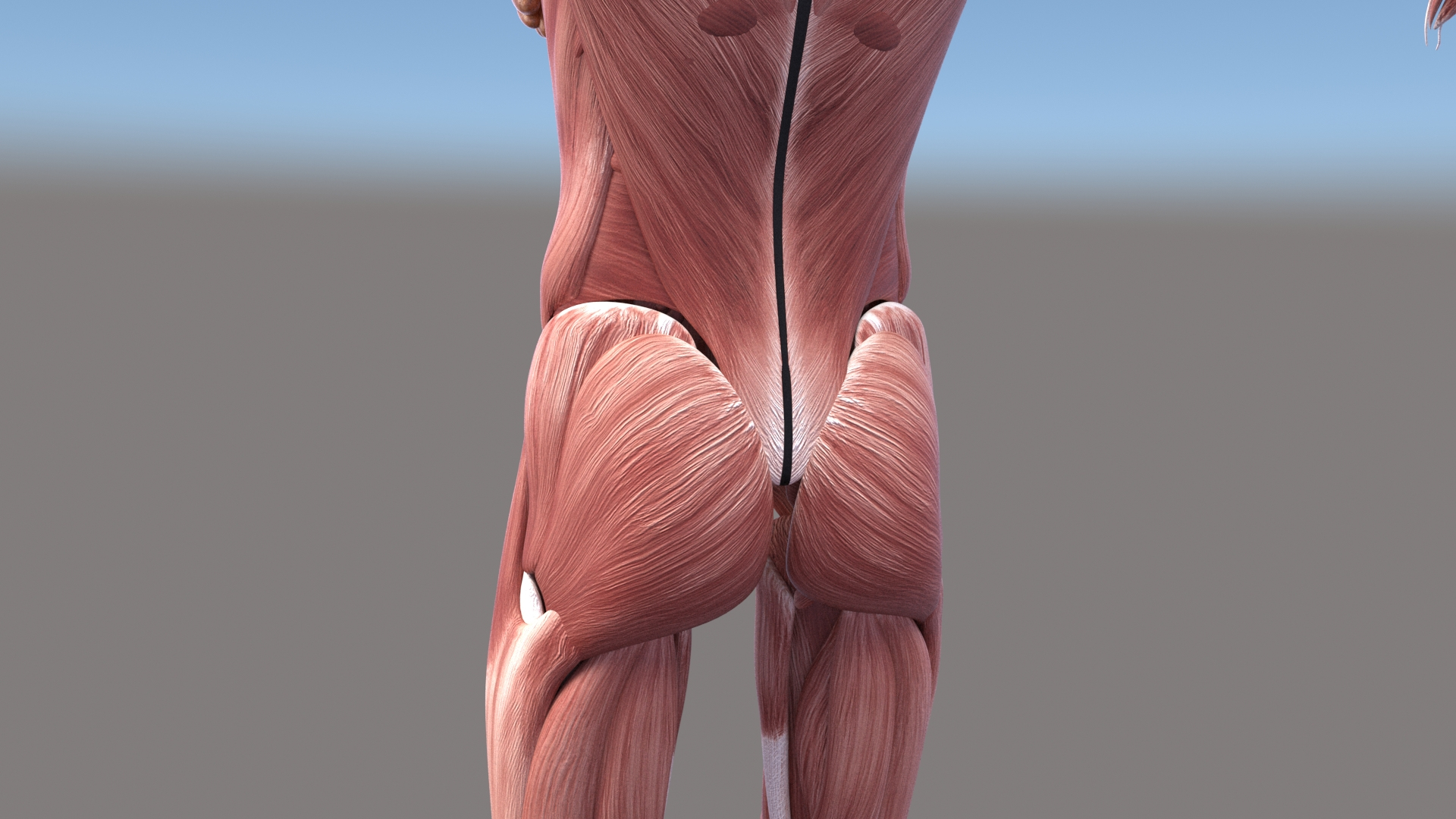 3D Realistic Female Muscular System Human Anatomy model - TurboSquid