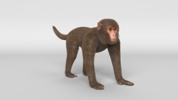 Desenho de macaco Modelo 3D - TurboSquid 1603252