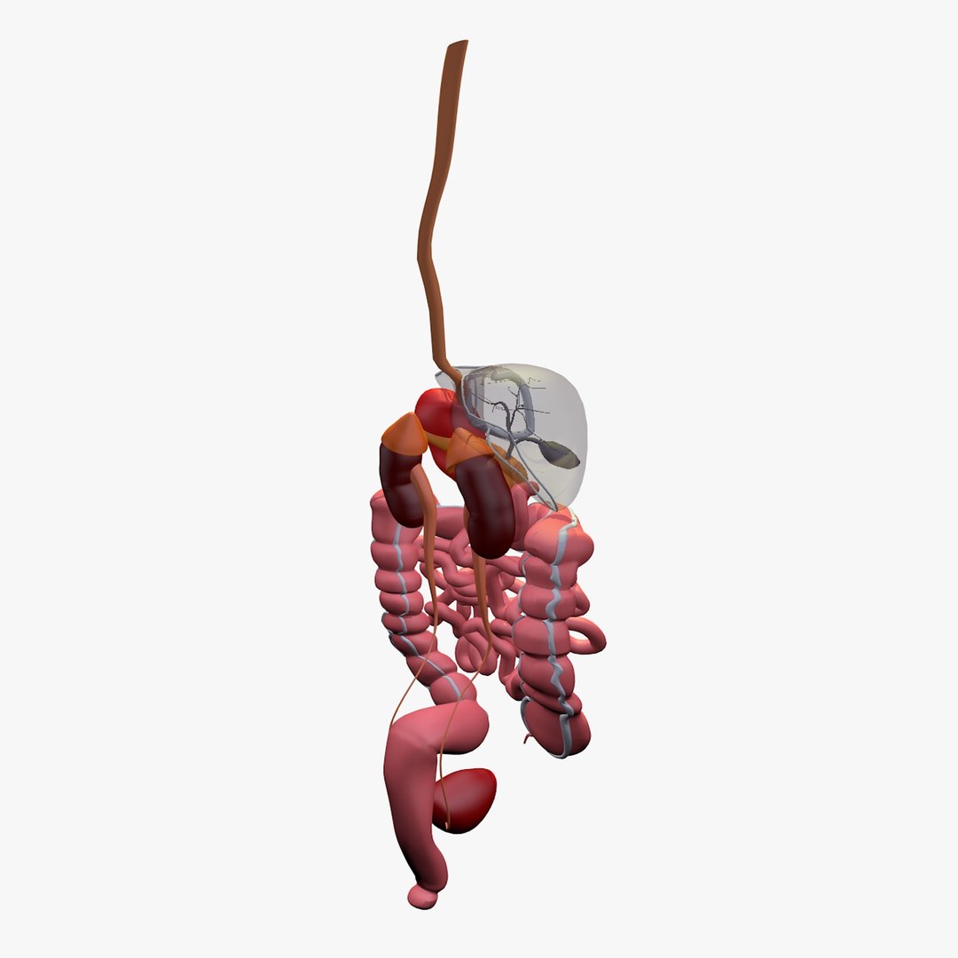 anatomy digestive internal organs c4d https://p.turbosquid.com/ts-thumb/oZ/hhJxV8/6Nn1PgYq/digestiveorgansliver3/jpg/1486136711/1920x1080/fit_q87/7a5bbaa27c3b9763dd689d8e2df185e4f20bd060/digestiveorgansliver3.jpg