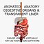 3D Anatomy Model Human: Animated Digestive Organs & Transparent Liver