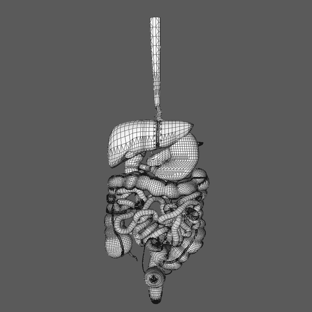 anatomy digestive internal organs c4d https://p.turbosquid.com/ts-thumb/oZ/hhJxV8/GHG04s7B/fullbodynoskeltnanimatedanatomy15/jpg/1486136711/1920x1080/fit_q87/5814f7e261342726513fc0a7b8b1ddba408b6fa9/fullbodynoskeltnanimatedanatomy15.jpg