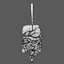 3D Anatomy Model Human: Animated Digestive Organs & Transparent Liver