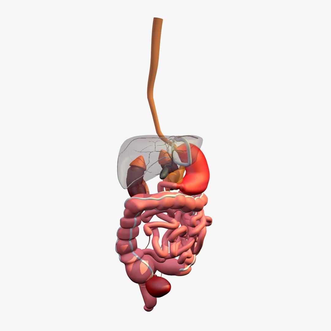 anatomy digestive internal organs c4d https://p.turbosquid.com/ts-thumb/oZ/hhJxV8/O4VGr2Kc/digestiveorgansliver2/jpg/1486136711/1920x1080/fit_q87/c410d128be4deec88538a26690ee67b540583560/digestiveorgansliver2.jpg