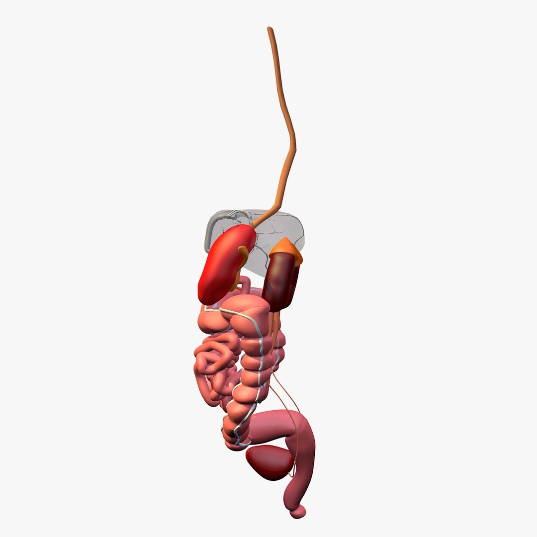 anatomy digestive internal organs c4d https://p.turbosquid.com/ts-thumb/oZ/hhJxV8/TwLAoBxI/digestiveorgansliver5/jpg/1486136711/1920x1080/fit_q87/0e582e7172aa0a225b2afd8aa9d95cf82208c19b/digestiveorgansliver5.jpg