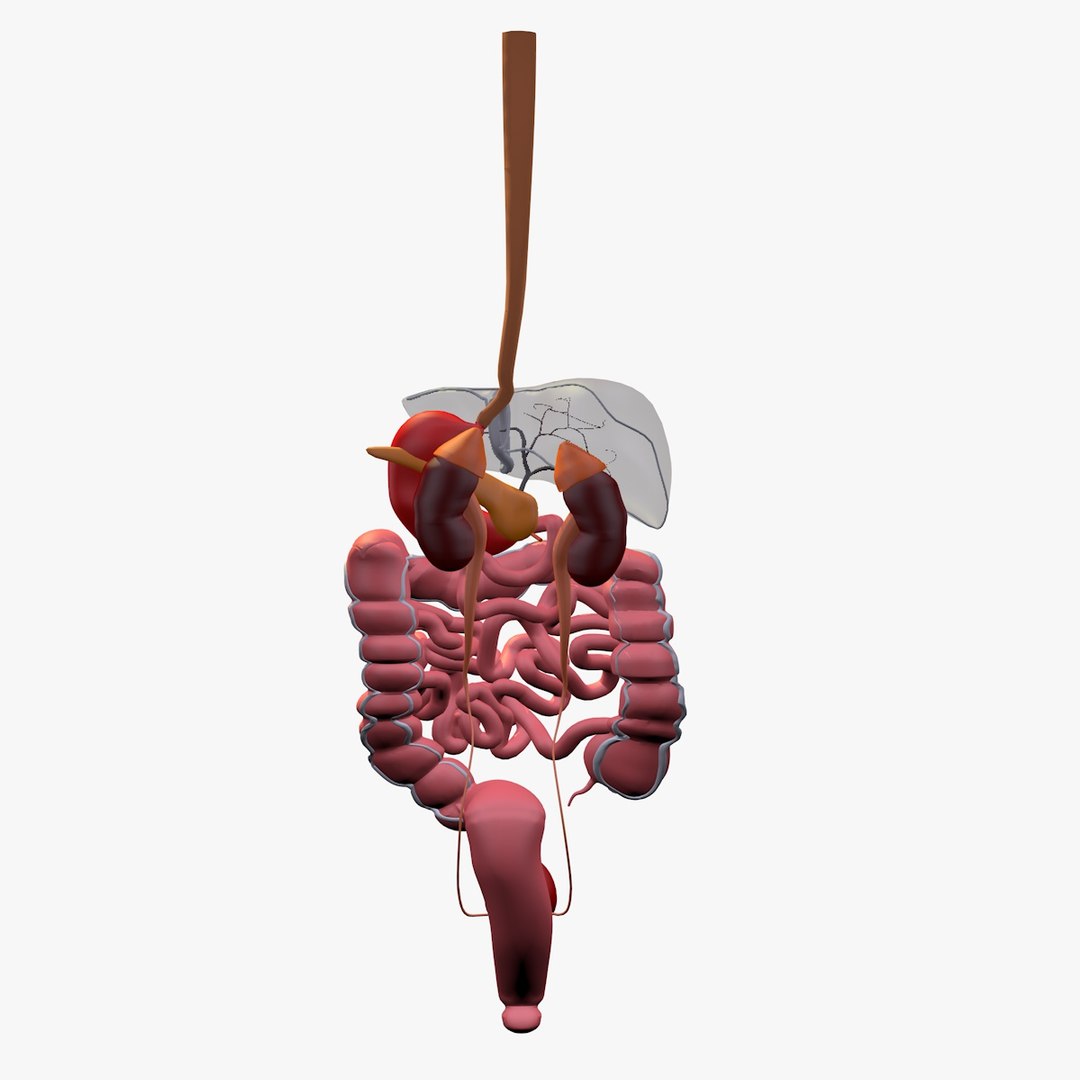 anatomy digestive internal organs c4d https://p.turbosquid.com/ts-thumb/oZ/hhJxV8/YxRXIMx0/digestiveorgansliver4/jpg/1486136711/1920x1080/fit_q87/30d9b837a54d8a22d9fae5ef0367c411f194c197/digestiveorgansliver4.jpg