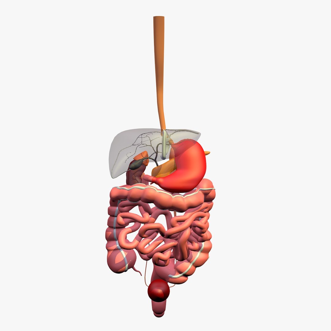 anatomy digestive internal organs c4d https://p.turbosquid.com/ts-thumb/oZ/hhJxV8/iomzZwi5/digestiveorgansliver1/jpg/1486136711/1920x1080/fit_q87/90459edcb9a8b8847831517f2cfc758d86772790/digestiveorgansliver1.jpg