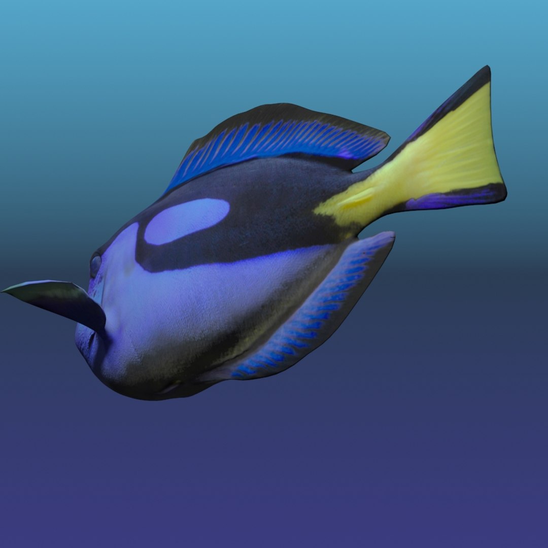 Blue Tang Fish 3d Max