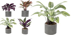 3D Calathea Collection 2 - Blender model