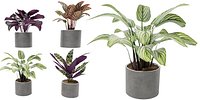 Calathea Collection 2 - Blender model