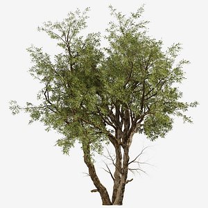 3D Eucalyptus Red Gum or Eucalyptus camaldulensis Tree - 1 Tree