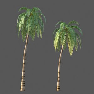 XfrogPlants Coconut - Cocos Nucifera model