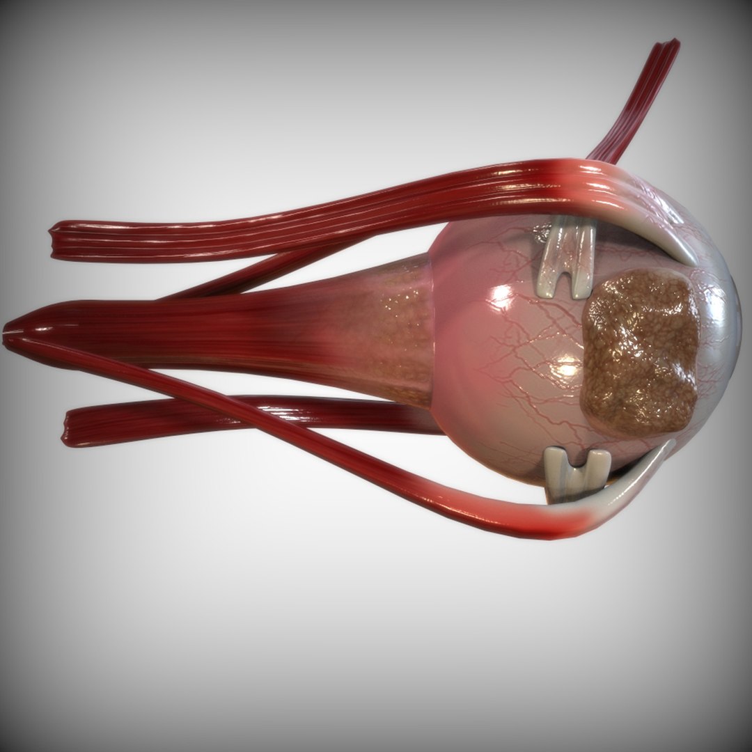 anatomy human eye model https://p.turbosquid.com/ts-thumb/oa/2vbRxf/9fwmMU7n/full_view/jpg/1583693730/1920x1080/fit_q87/87fe58d9ecf8d32f06ab52c08187920069f9ca74/full_view.jpg