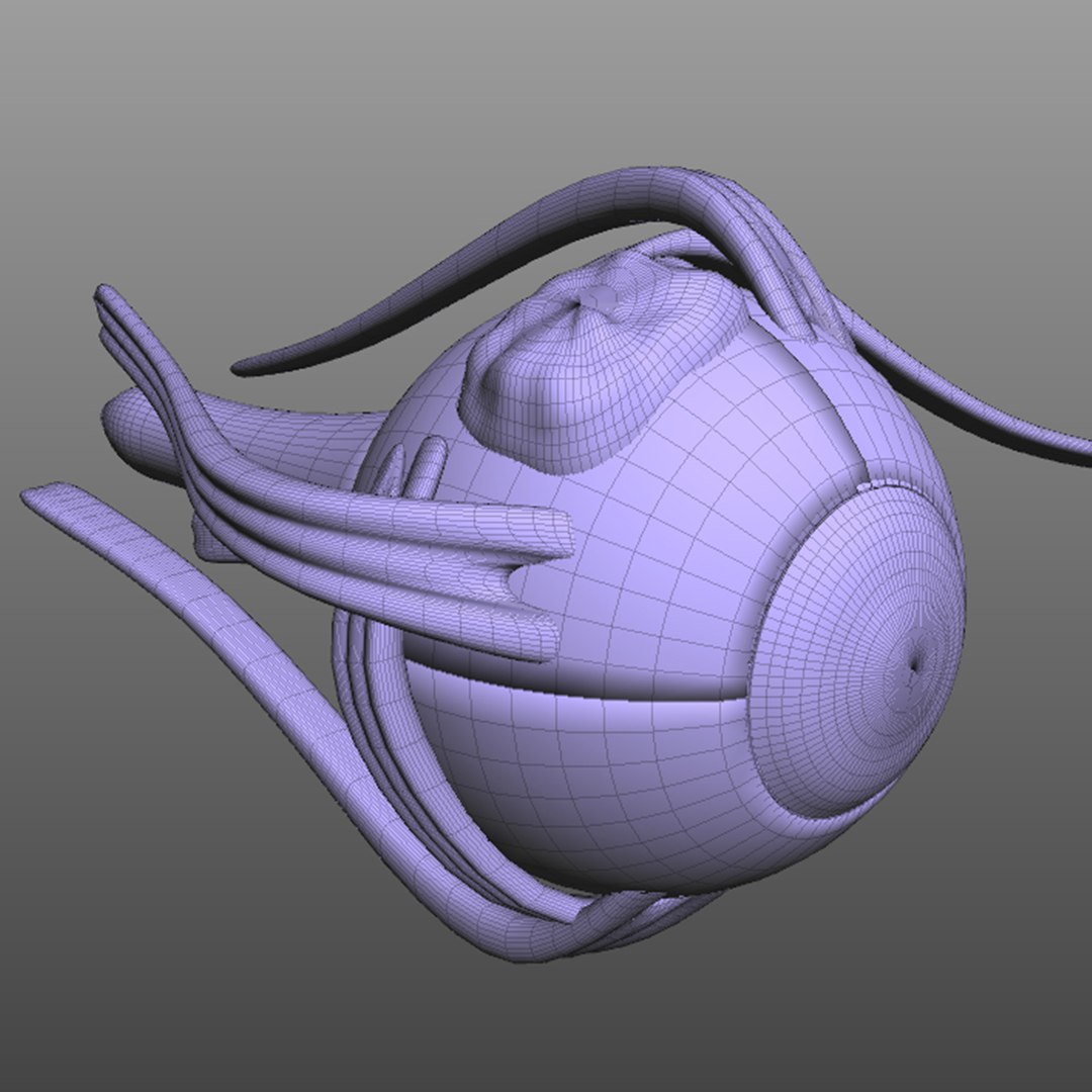 anatomy human eye model https://p.turbosquid.com/ts-thumb/oa/2vbRxf/EGEne6I3/wire3/jpg/1583693730/1920x1080/fit_q87/fe7976f4359483e000e9a961a2c8fa66ab15a4da/wire3.jpg