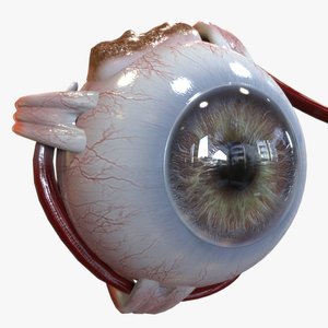 anatomy human eye model