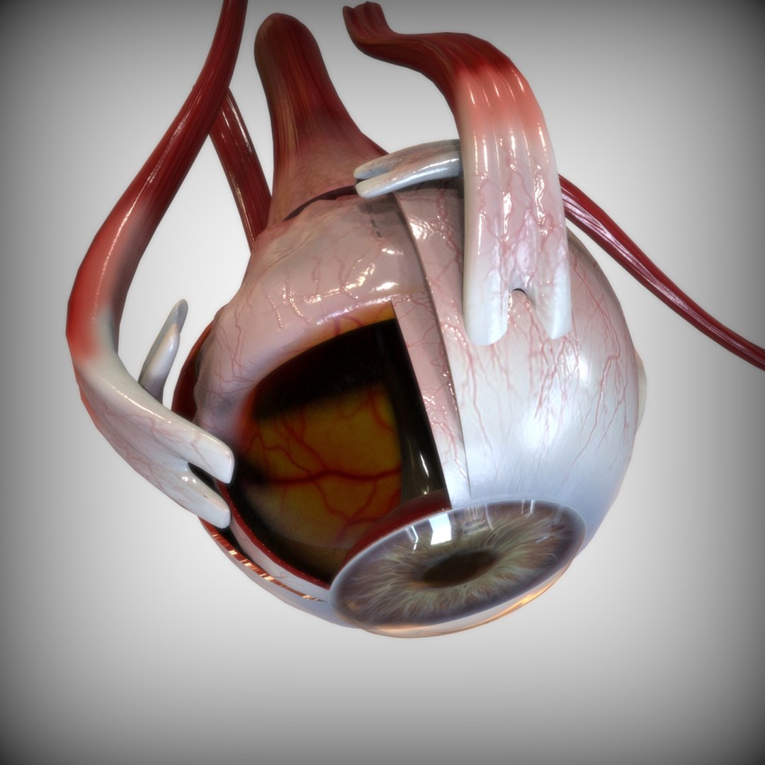 anatomy human eye model https://p.turbosquid.com/ts-thumb/oa/2vbRxf/azxWqE8k/top_view/jpg/1583693730/1920x1080/fit_q87/b0220b3d6ec02173ee78d58299d78526673f7b50/top_view.jpg