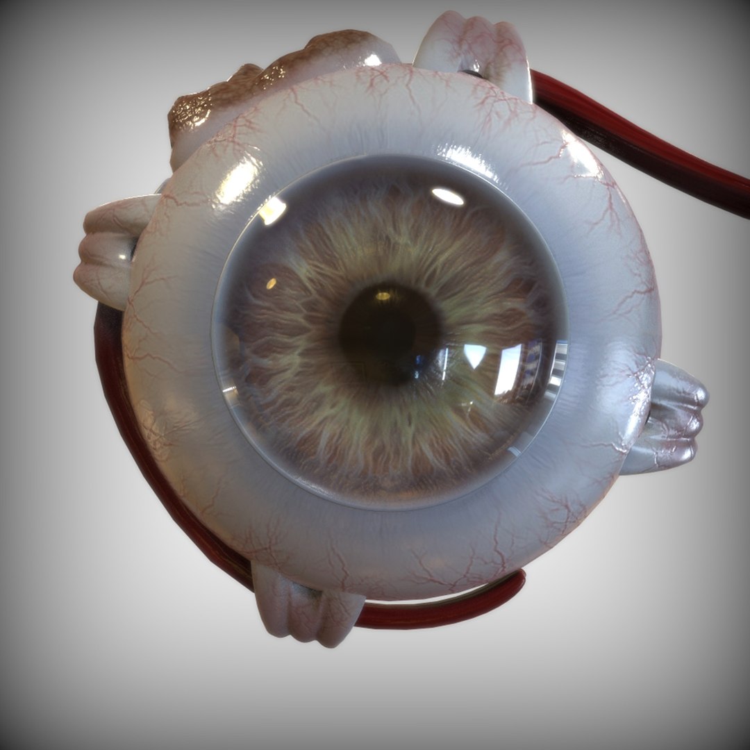 anatomy human eye model https://p.turbosquid.com/ts-thumb/oa/2vbRxf/taSpEPss/front_view/jpg/1583693730/1920x1080/fit_q87/1fe0abf0a4b01ce2c23ae4d1db3133dc96c67a64/front_view.jpg