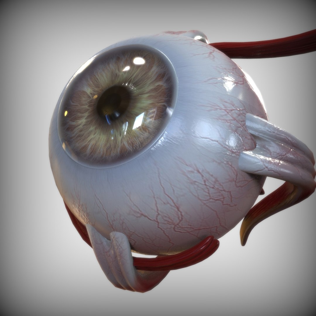 anatomy human eye model https://p.turbosquid.com/ts-thumb/oa/2vbRxf/zsMIgqRf/bottom_view/jpg/1583693730/1920x1080/fit_q87/427f896f4f34112861d972182dc5ca4dec403d56/bottom_view.jpg