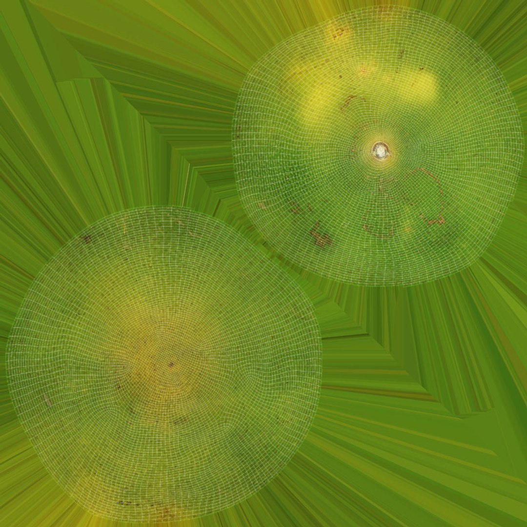 3D Green Mandarin Collection 2 model https://p.turbosquid.com/ts-thumb/oa/3izv1K/TQ/mandaringreen2_d0004/jpg/1719773894/1920x1080/fit_q87/7cfc95521cf50e36e7255f08f1a0802a1297bc21/mandaringreen2_d0004.jpg