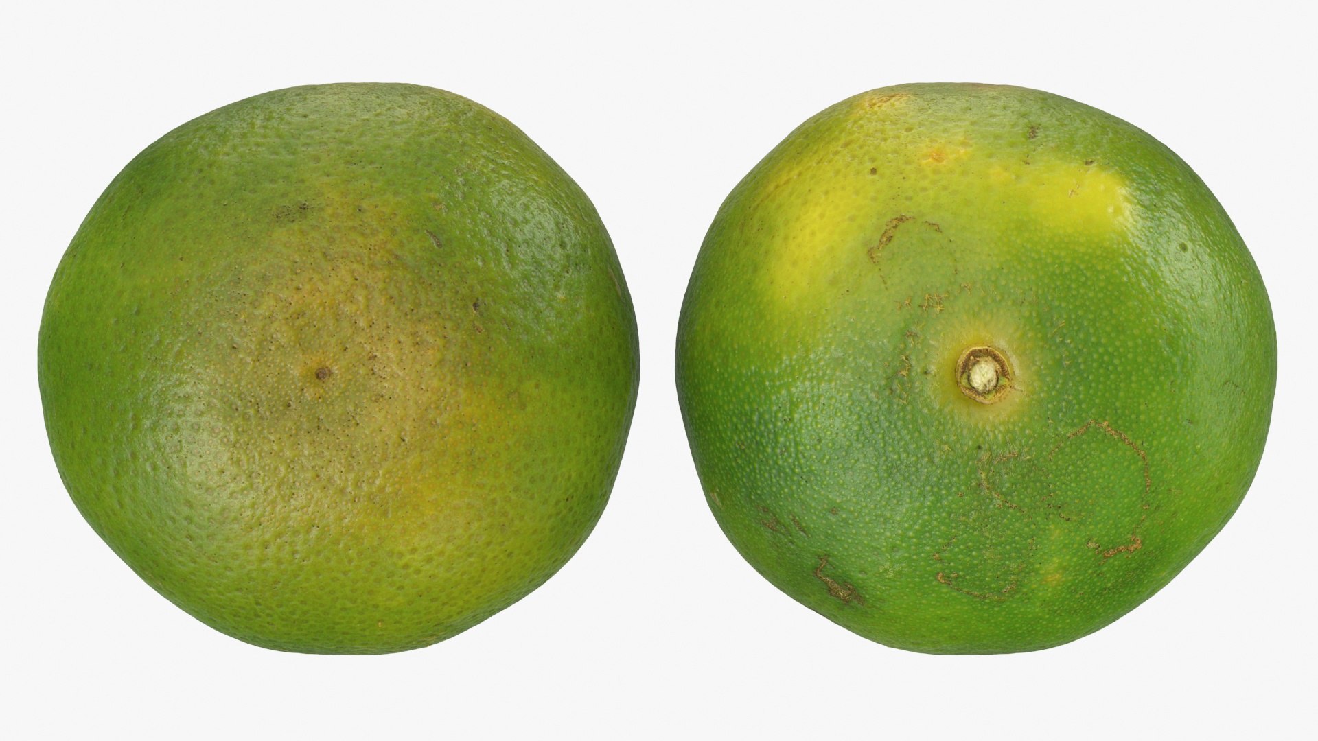 3D Green Mandarin Collection 2 model https://p.turbosquid.com/ts-thumb/oa/3izv1K/dn/mandaringreen2_a0002/jpg/1719773883/1920x1080/fit_q87/98344ced0ae811e32eeadbb7e04b9e7cd22125f3/mandaringreen2_a0002.jpg