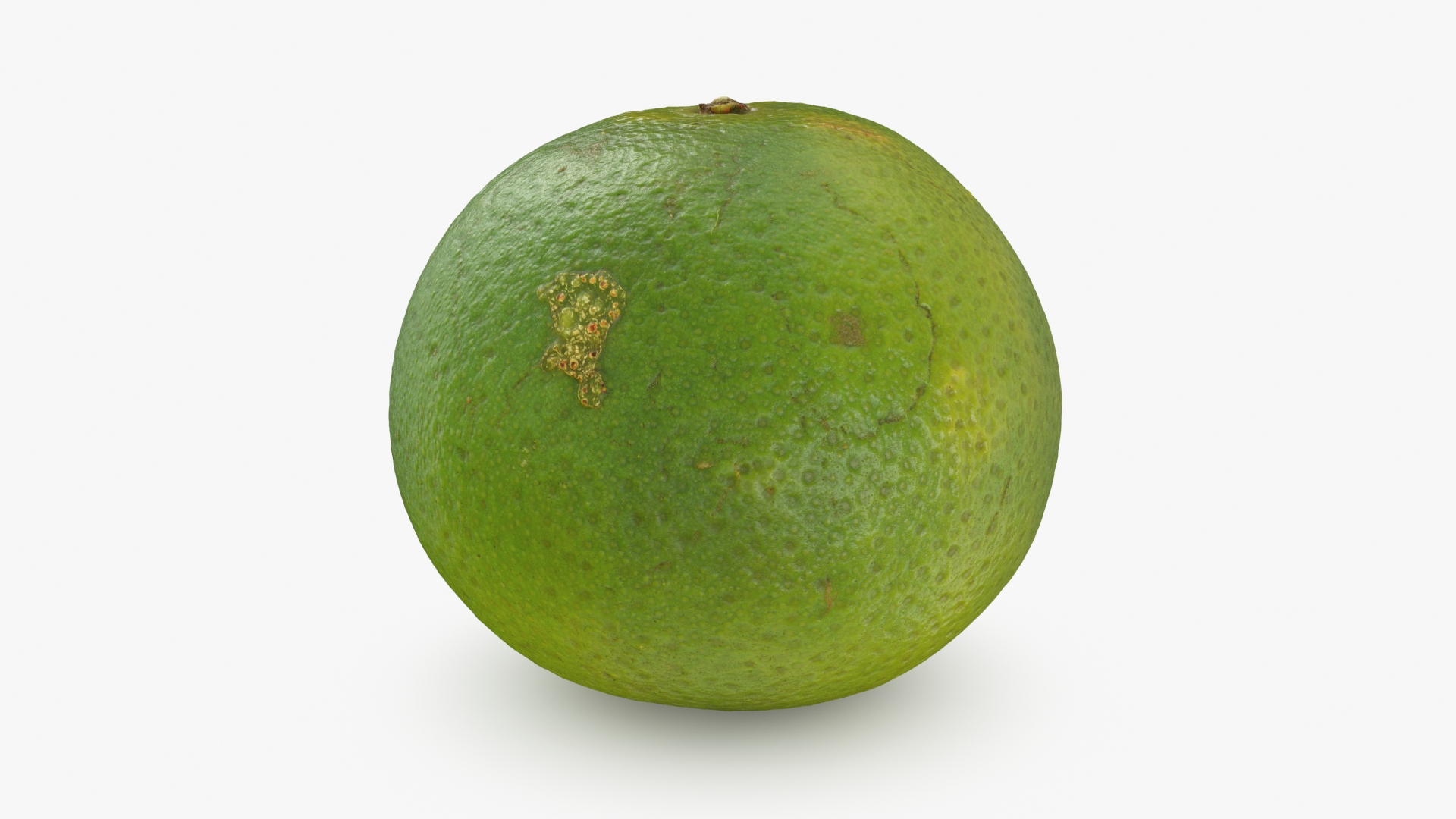 3D Green Mandarin Collection 2 model https://p.turbosquid.com/ts-thumb/oa/3izv1K/zZ/mandaringreen1/jpg/1719772937/1920x1080/turn_fit_q99/04b654de89942845a2d574fddd0264b2c8f3d2f8/mandaringreen1-1.jpg