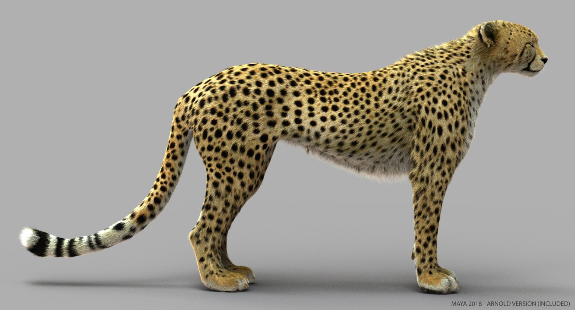 3d model cheetah fur https://p.turbosquid.com/ts-thumb/oa/3wHUrF/JMKka3iI/atx/jpg/1544261582/1920x1080/fit_q87/311ecf78225fa97856aec17f301ef29d03bdec38/atx.jpg