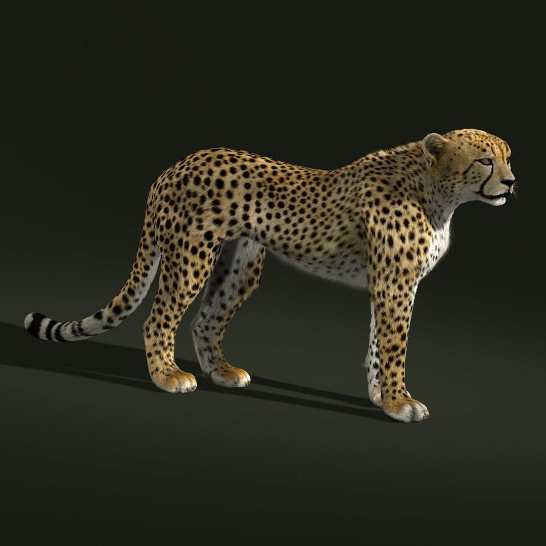 3d model cheetah fur https://p.turbosquid.com/ts-thumb/oa/3wHUrF/L7vOrkDA/a/jpg/1406874518/1920x1080/fit_q87/2ff2fced5d7ba072f7bf153c659465cdfbb9bdef/a.jpg