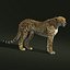 Guépard (2) (FUR)