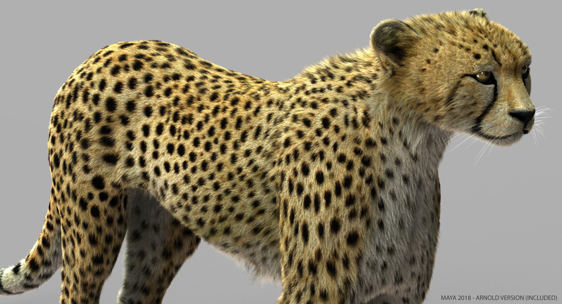 3d model cheetah fur https://p.turbosquid.com/ts-thumb/oa/3wHUrF/P8tVEa7G/dtx/jpg/1544261582/1920x1080/fit_q87/976ed8aab2b9922666802d93af0b1dd1c5644b41/dtx.jpg