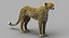 Guépard (2) (FUR)