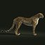 Guépard (2) (FUR)