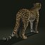 Guépard (2) (FUR)