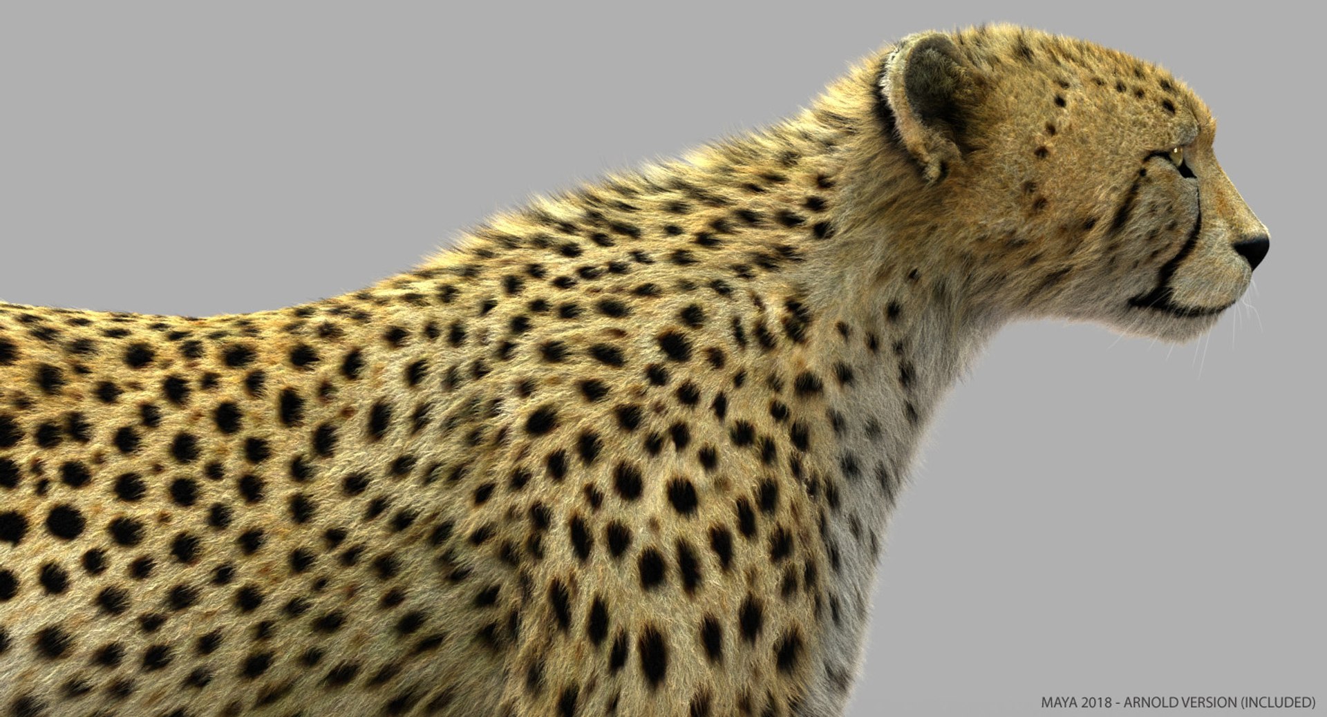 3d model cheetah fur https://p.turbosquid.com/ts-thumb/oa/3wHUrF/aAYRVqN4/ctx/jpg/1544261582/1920x1080/fit_q87/ca7290abebab06c9109030a56a6e145ed951f3af/ctx.jpg
