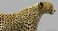 Guépard (2) (FUR)