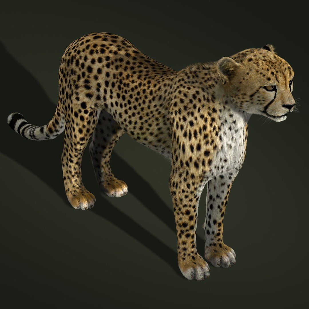 3d model cheetah fur https://p.turbosquid.com/ts-thumb/oa/3wHUrF/nUNhWbIK/8/jpg/1406879655/1920x1080/fit_q87/862100849b0cd5898cad1d5ccea0af2fa95f5b54/8.jpg