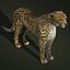 Guépard (2) (FUR)