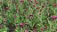 3D Cirsium rivulare Atropurpureum - Plume thistle Atropurpureum 02