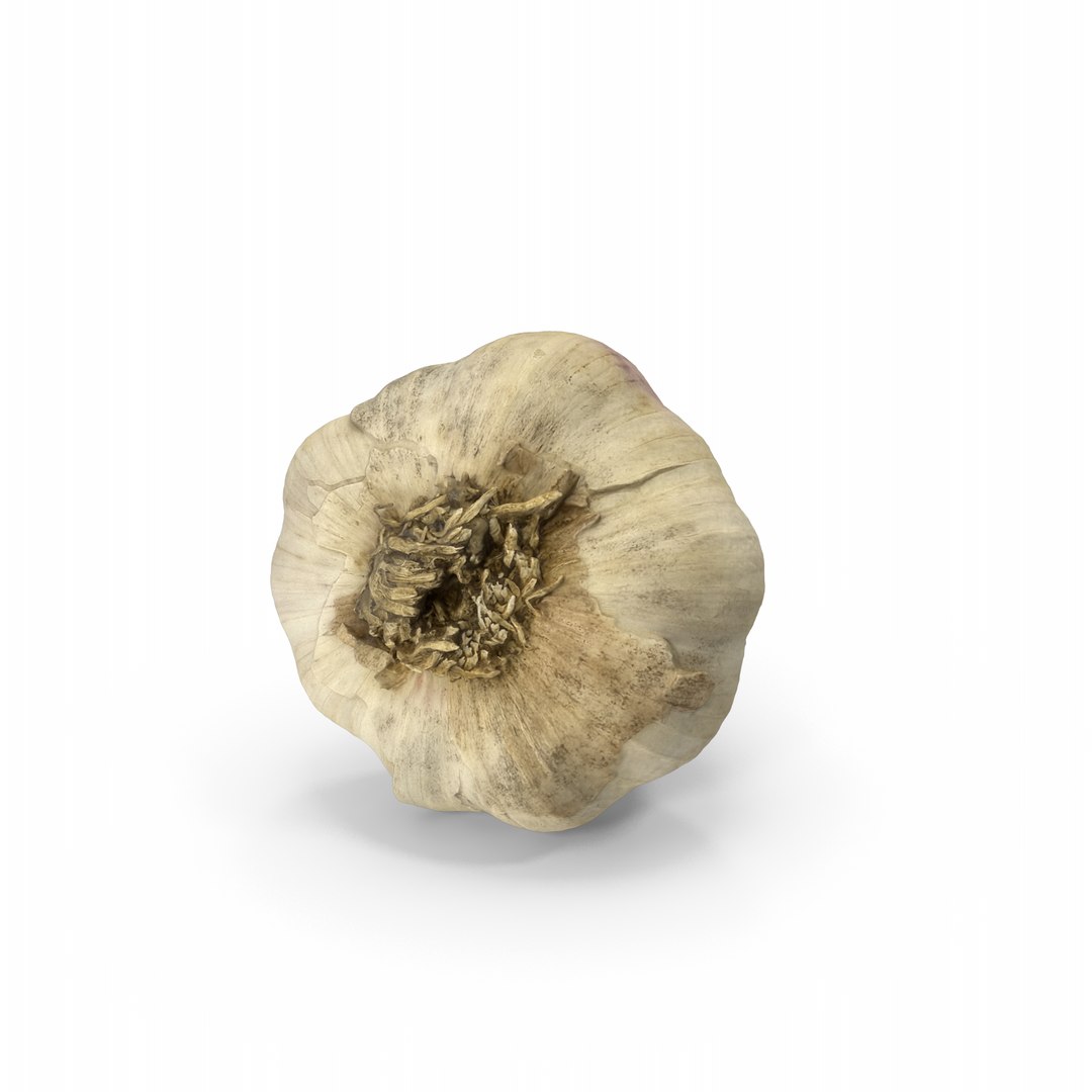 Garlic 3D model https://p.turbosquid.com/ts-thumb/oa/8AuMd0/JF/garlic.g10.2k/png/1745657963/1920x1080/fit_q87/ce9016957e94dc48955feb68401b2f72e40b4bfc/garlic.g10.2k.jpg