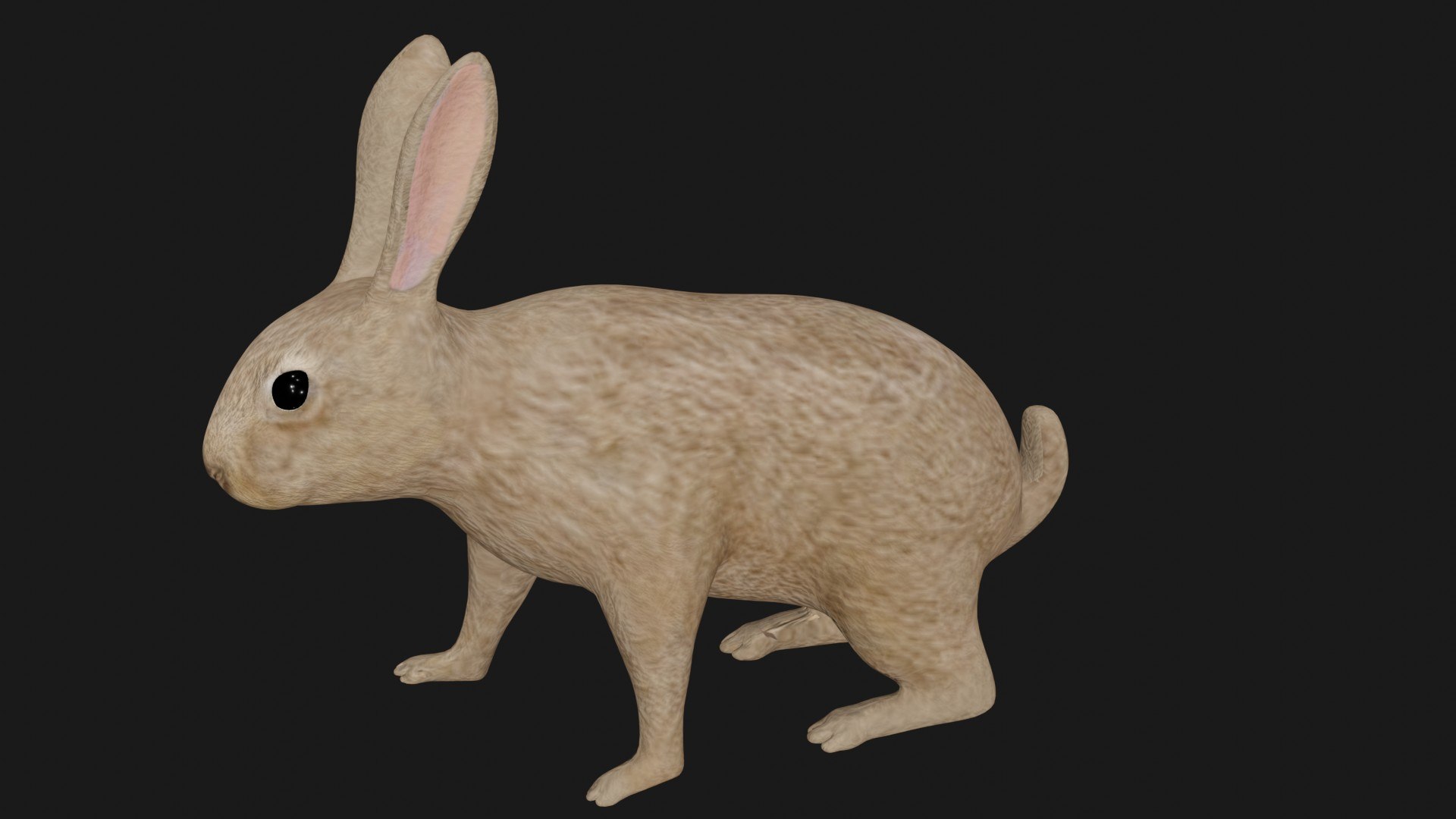 Realistic Rigged Rabbit 3D - TurboSquid 1669731
