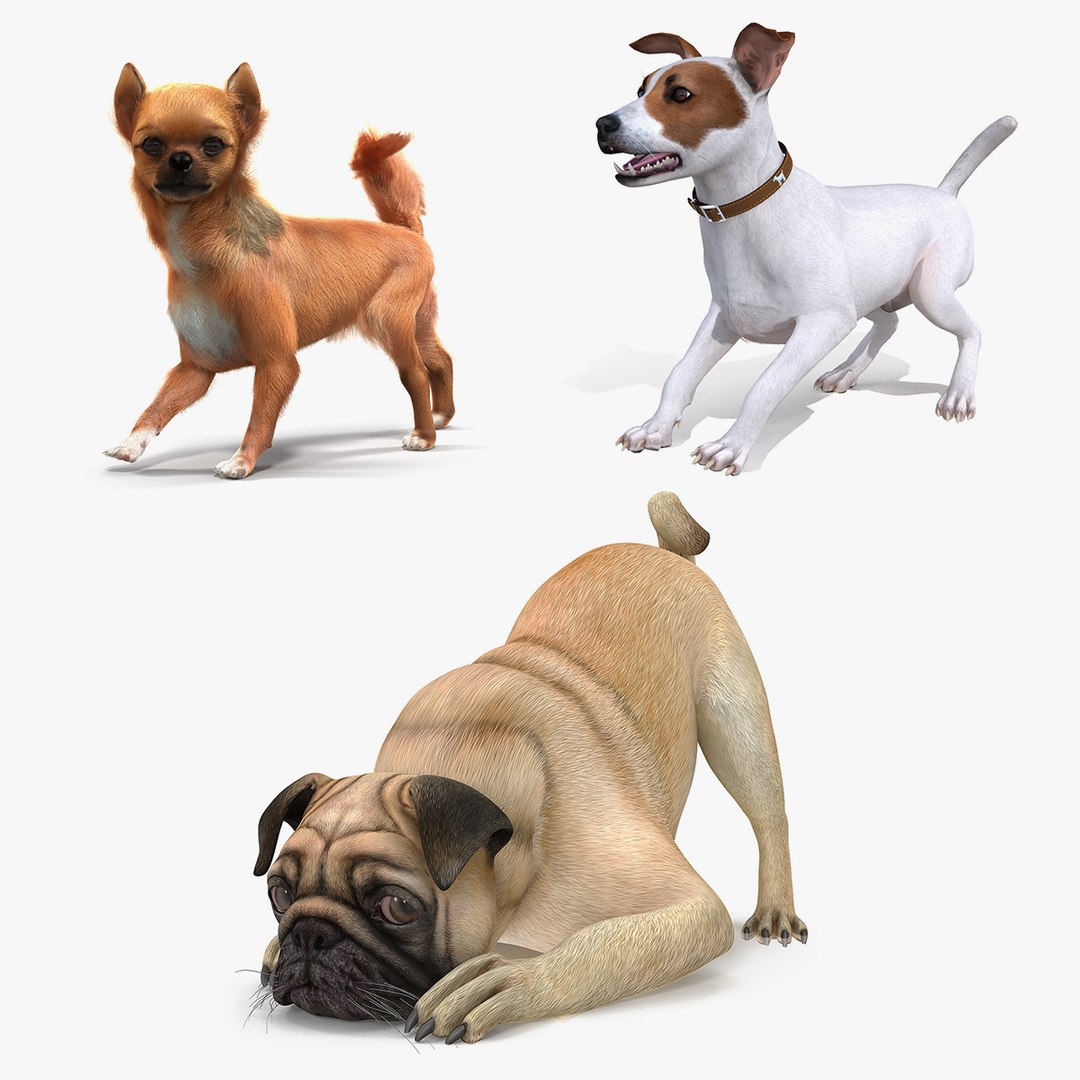 Dogs Rigged Collection 2 3D model preview