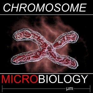 chromosome