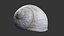 Coquille d'escargot