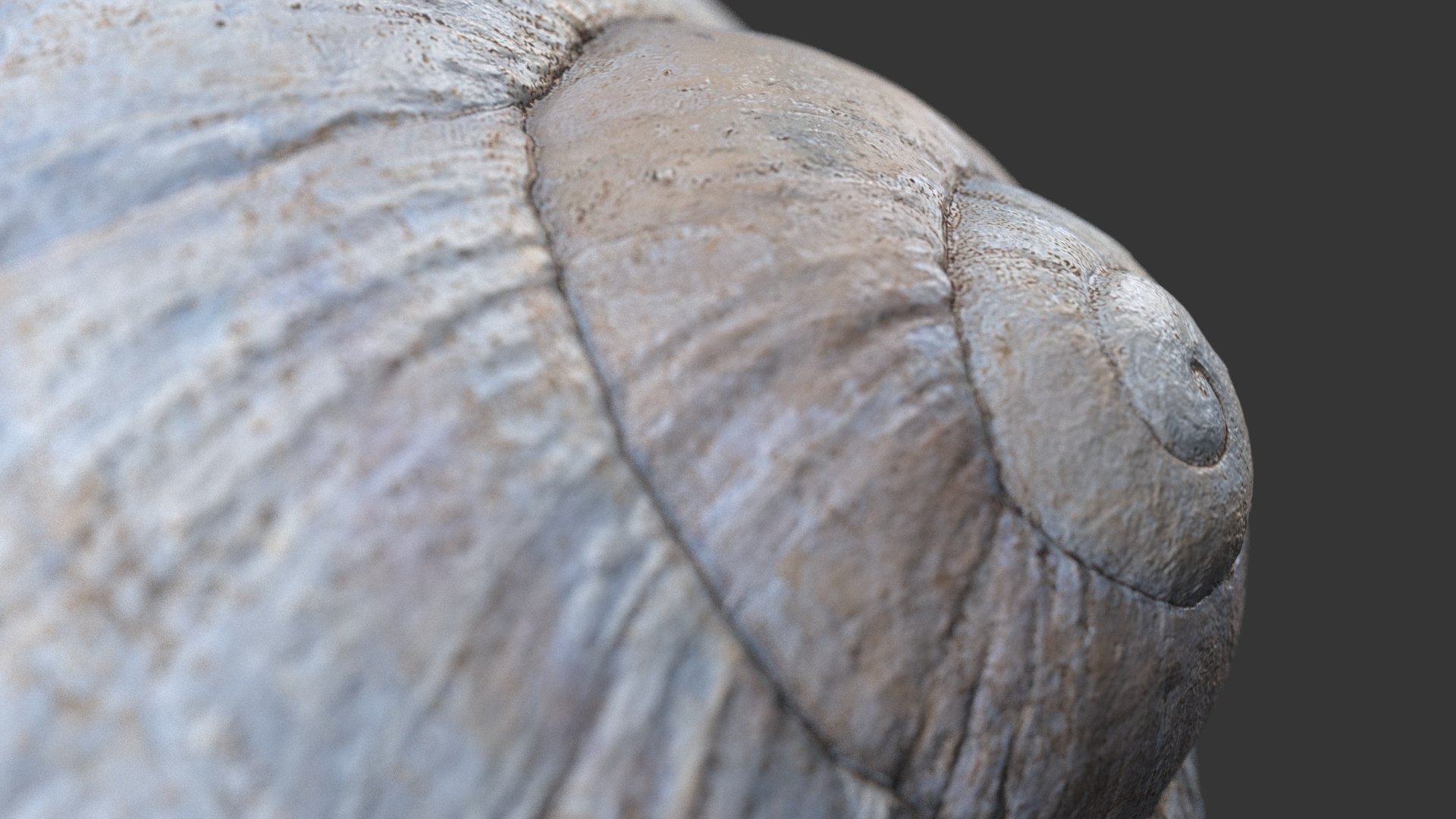 Snail Shell 3D https://p.turbosquid.com/ts-thumb/oa/QS7lAY/L4/snail_shell_3_1.0000/jpg/1685096264/1920x1080/fit_q87/53a42d67d3b9adfc8b184ce0bd08b21eb03f400d/snail_shell_3_1.0000.jpg
