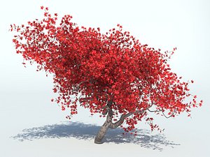 Tree maple