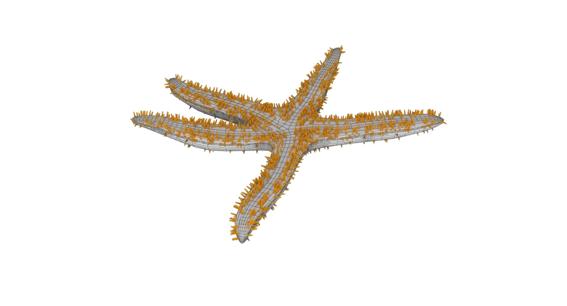 3D starfish star fish model https://p.turbosquid.com/ts-thumb/oa/SCXgd4/8Py4Pwga/wire3/jpg/1535120067/1920x1080/fit_q87/2bdb86178690831a8436362830e5e138499eaa39/wire3.jpg