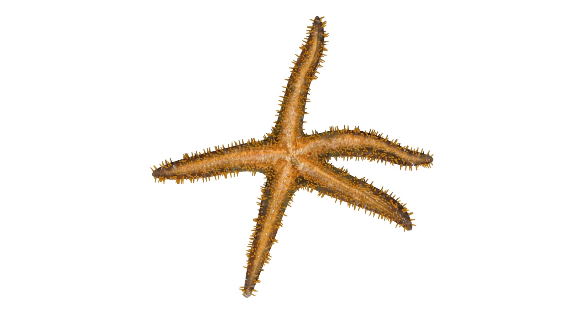 3D starfish star fish model https://p.turbosquid.com/ts-thumb/oa/SCXgd4/91Qdx6wr/05/jpg/1535120066/1920x1080/fit_q87/2637bd6df01a56684131f799071449b092967c9b/05.jpg